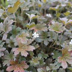 Kakost 'Sanne' - Geranium 'Sanne'