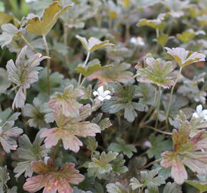 Kakost 'Sanne' - Geranium 'Sanne'