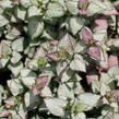 Hluchavka skvrnitá 'Beacon Silver' - Lamium maculatum 'Beacon Silver'