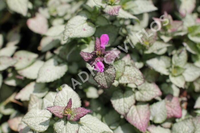Hluchavka skvrnitá 'Beacon Silver' - Lamium maculatum 'Beacon Silver'
