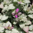 Hluchavka skvrnitá 'Beacon Silver' - Lamium maculatum 'Beacon Silver'