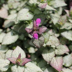 Hluchavka skvrnitá 'Beacon Silver' - Lamium maculatum 'Beacon Silver'