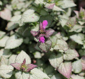 Hluchavka skvrnitá 'Beacon Silver' - Lamium maculatum 'Beacon Silver'