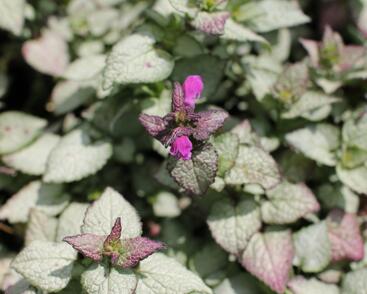 Hluchavka skvrnitá 'Beacon Silver'
