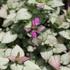 Lamium maculatum 'Beacon Silver'.JPG