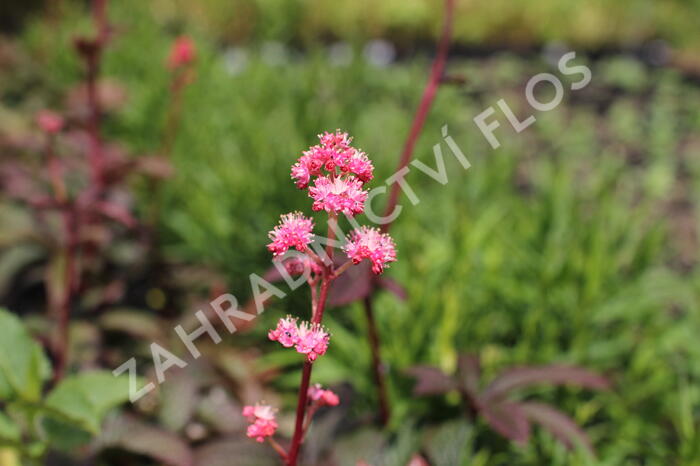 Rodgersie 'Bronze Peacock' - Rodgersia 'Bronze Peacock'