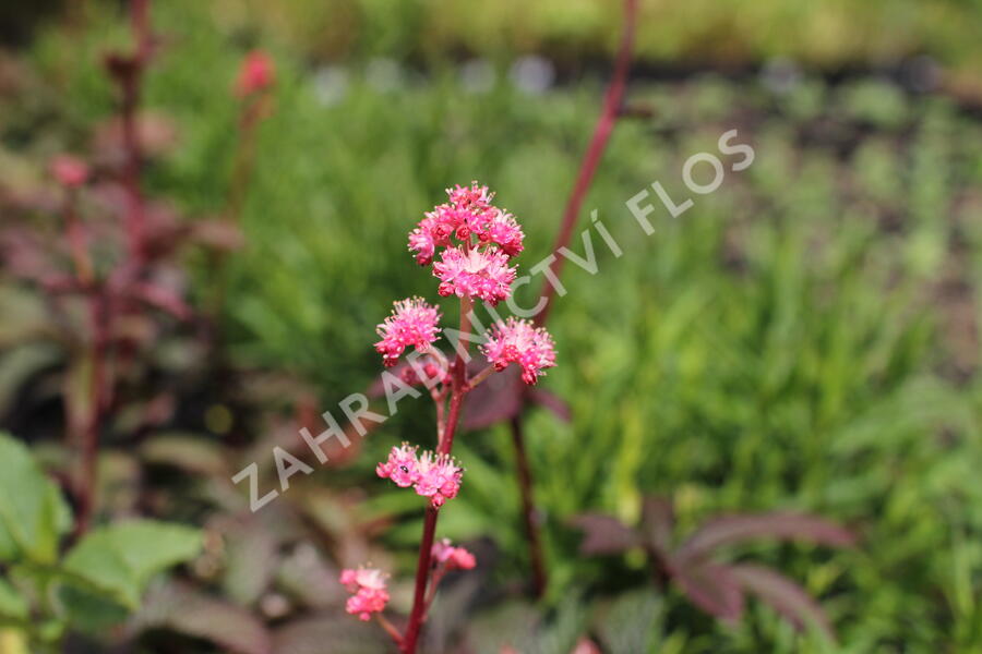 Rodgersie 'Bronze Peacock' - Rodgersia 'Bronze Peacock'