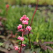 Rodgersie 'Bronze Peacock' - Rodgersia 'Bronze Peacock'