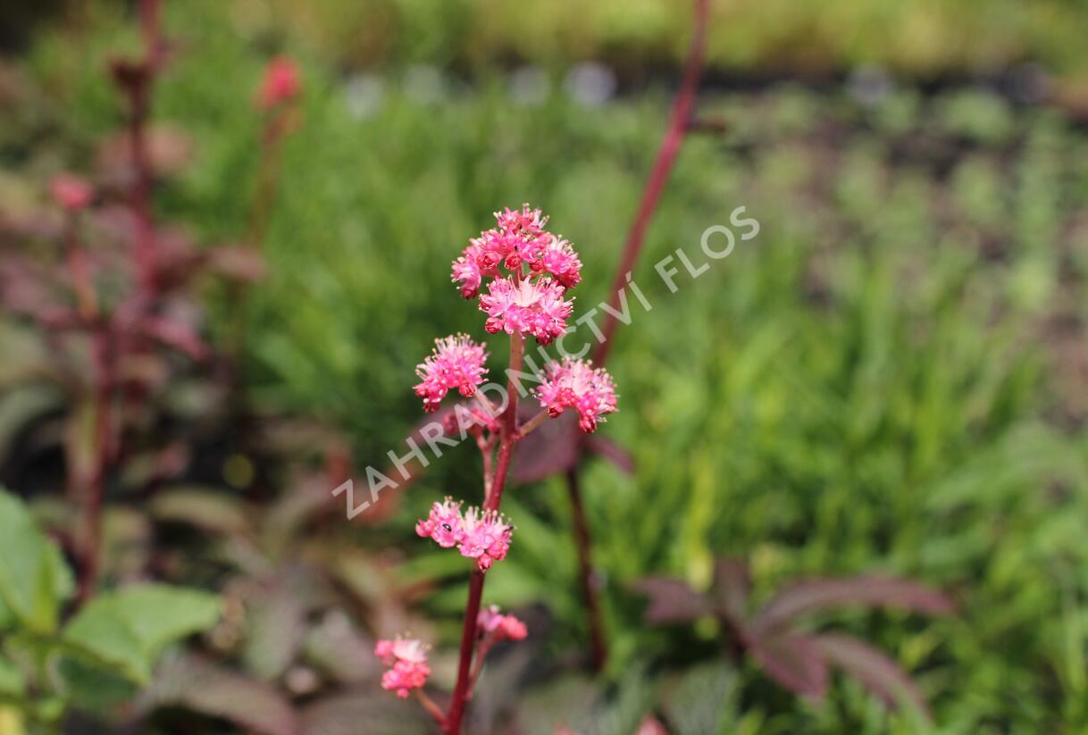 Rodgersie 'Bronze Peacock' - Rodgersia pinnata 'Bronze Peacock'
