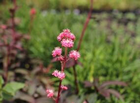 Rodgersie 'Bronze Peacock' - Rodgersia pinnata 'Bronze Peacock'