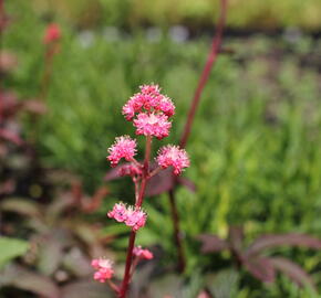 Rodgersie 'Bronze Peacock' - Rodgersia 'Bronze Peacock'