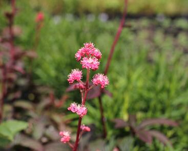 Rodgersie 'Bronze Peacock'