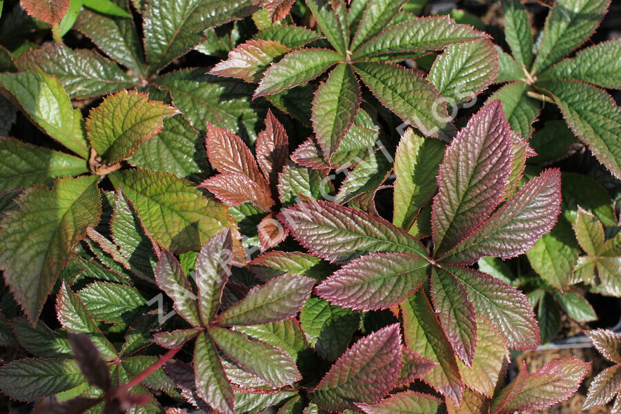 Rodgersie 'Bronze Peacock' - Rodgersia 'Bronze Peacock'