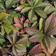 Rodgersie 'Bronze Peacock' - Rodgersia 'Bronze Peacock'