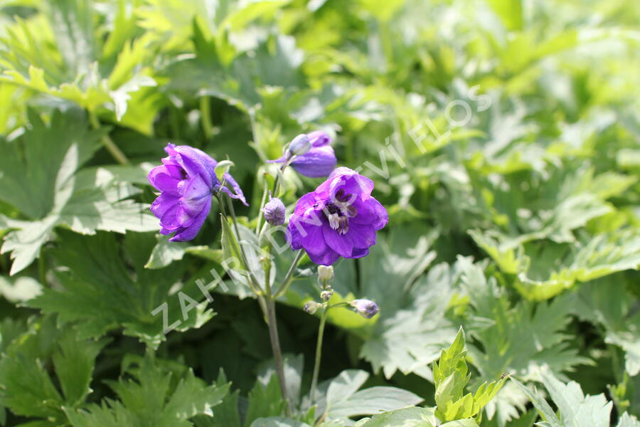 Ostrožka 'Dark Blue/Dark Bee' - Delphinium Magic Fountain 'Dark Blue/Dark Bee'