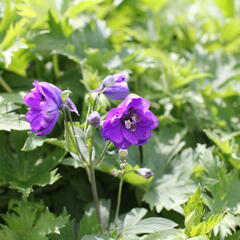 Ostrožka 'Dark Blue/Dark Bee' - Delphinium Magic Fountain 'Dark Blue/Dark Bee'