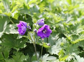 Ostrožka 'Dark Blue/Dark Bee' - Delphinium Magic Fountain 'Dark Blue/Dark Bee'