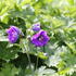 Delphinium Magic Fountain 'Dark Blue:Dark Bee'.JPG
