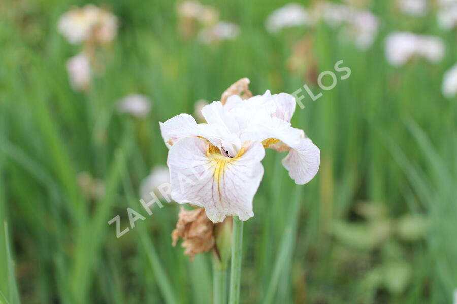 Kosatec sibiřský 'Lemon Veil' - Iris sibirica 'Lemon Veil'