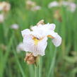 Kosatec sibiřský 'Lemon Veil' - Iris sibirica 'Lemon Veil'