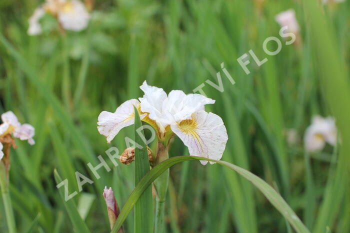 Kosatec sibiřský 'Lemon Veil' - Iris sibirica 'Lemon Veil'