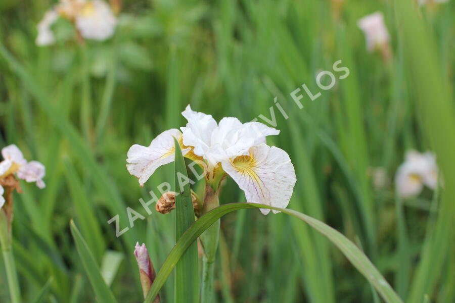 Kosatec sibiřský 'Lemon Veil' - Iris sibirica 'Lemon Veil'