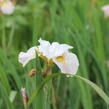 Kosatec sibiřský 'Lemon Veil' - Iris sibirica 'Lemon Veil'