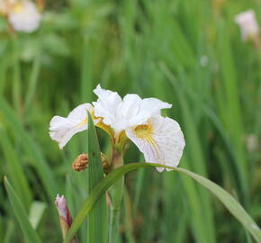 Kosatec sibiřský 'Lemon Veil' - Iris sibirica 'Lemon Veil'
