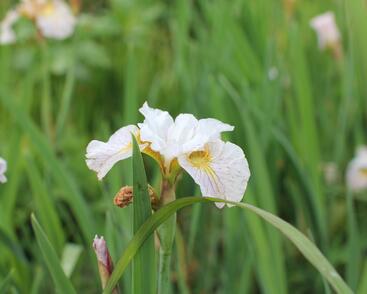 Kosatec sibiřský 'Lemon Veil'