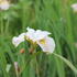 Iris sibirica 'Lemon Veil'.JPG