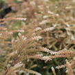 Udatna lesní 'Guinea Fowl' - Aruncus sylvestris 'Guinea Fowl'