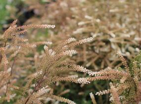 Udatna lesní 'Guinea Fowl' - Aruncus sylvestris 'Guinea Fowl'