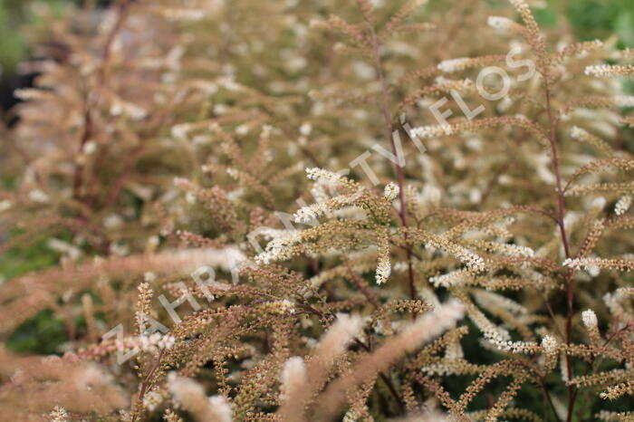 Udatna lesní 'Guinea Fowl' - Aruncus sylvestris 'Guinea Fowl'