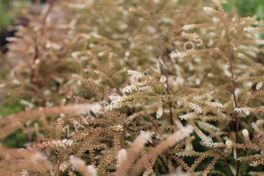 Udatna lesní 'Guinea Fowl' - Aruncus sylvestris 'Guinea Fowl'
