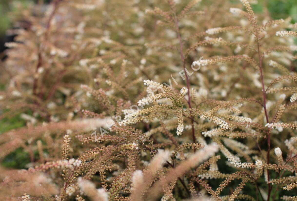 Udatna lesní 'Guinea Fowl' - Aruncus sylvestris 'Guinea Fowl'