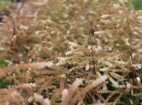 Udatna lesní 'Guinea Fowl' - Aruncus sylvestris 'Guinea Fowl'
