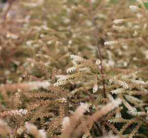 Udatna lesní 'Guinea Fowl' - Aruncus sylvestris 'Guinea Fowl'