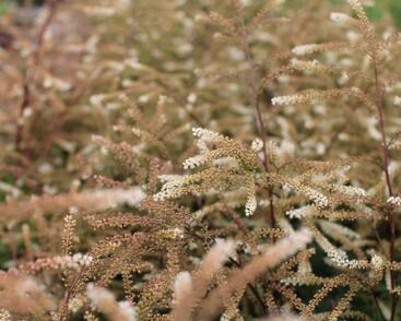 Udatna lesní 'Guinea Fowl'