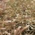 Aruncus sylvestris 'Guinea Fowl'.JPG