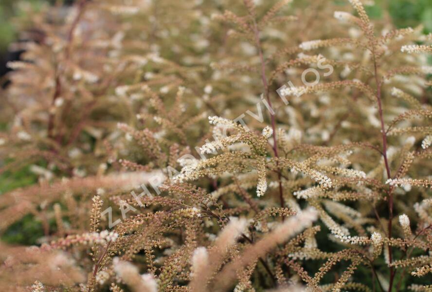 Udatna lesní 'Guinea Fowl' - Aruncus sylvestris 'Guinea Fowl'