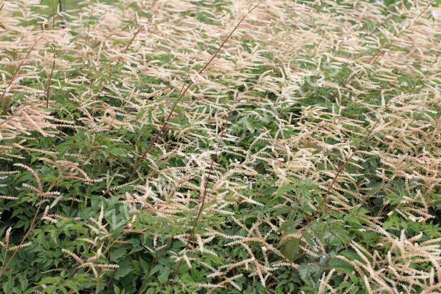 Udatna 'Horatio' - Aruncus aethusifolius 'Horatio'