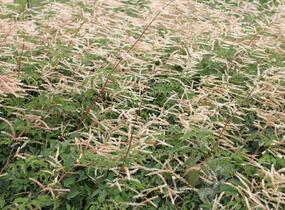 Udatna dvoudomá 'Horatio' - Aruncus aethusifolius 'Horatio'