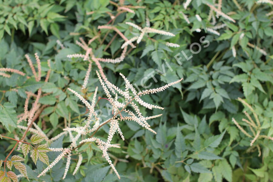 Udatna 'Horatio' - Aruncus aethusifolius 'Horatio'