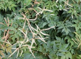 Udatna dvoudomá 'Horatio' - Aruncus aethusifolius 'Horatio'