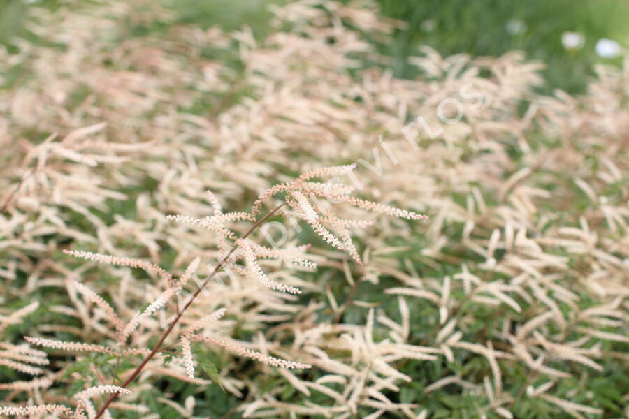 Udatna 'Horatio' - Aruncus aethusifolius 'Horatio'