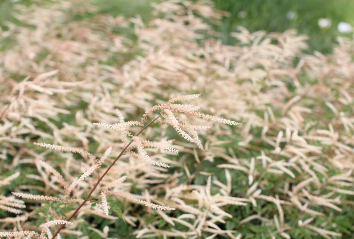 Udatna dvoudomá 'Horatio' - Aruncus aethusifolius 'Horatio'