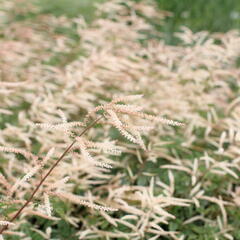 Udatna 'Horatio' - Aruncus aethusifolius 'Horatio'