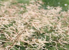 Udatna dvoudomá 'Horatio' - Aruncus aethusifolius 'Horatio'