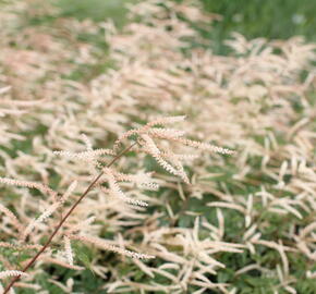 Udatna 'Horatio' - Aruncus aethusifolius 'Horatio'