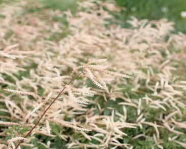 Udatna dvoudomá 'Horatio'